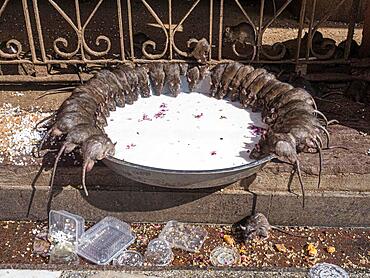 Sacred Rats, Karni Mata Temple or Rat Temple, Deshnoke, Rajasthan, India, Asia