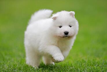 Samoyed Domestic dog (Canis lupus familiaris), running across a meadow, Rhineland-Palatinate, Germany, Europe