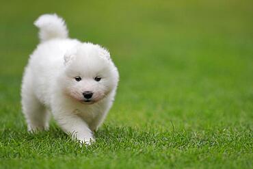 Samoyed Domestic dog (Canis lupus familiaris), running across a meadow, Rhineland-Palatinate, Germany, Europe