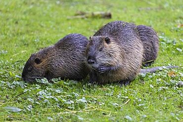 Nutria (Myocastor coypus) Family, Germany, Europe