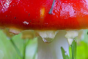 Fly agaric (Amanita muscaria), hat with water drop, Germany, Europe