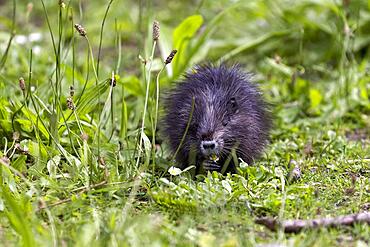 Young Nutria (Myocastor coypus) eats a daisy, Germany, Europe