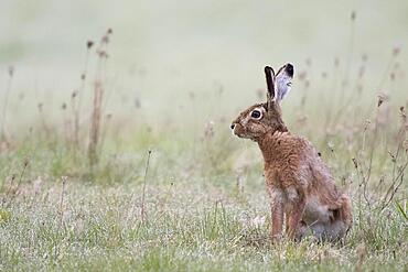 European hare (Lepus europaeus) sitting in a meadow, Hesse, Germany, Europe