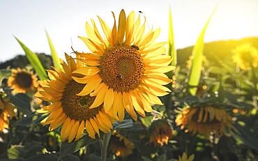 Close up of a Bee on a sunflower in the field