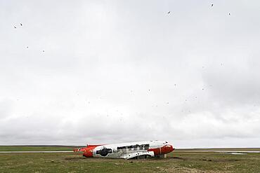 Emergency-landed American Air Force transport aircraft Douglas R4D-6 41-50187, now a shelter for sheep, near Porshoefn, Sauoanes, Langanes Peninsula, Iceland, Europe