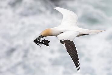 Flying Northern gannet (Morus bassanus) with material for nest building, Skouvikurbjarg, Langanes Peninsula, Norourland eystra, Iceland, Europe