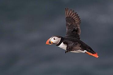 Flying Puffin (Fratercula arctica), Skoruvikurbjarg bird cliff, Langanes Peninsula, Norourland eystra, Iceland, Europe