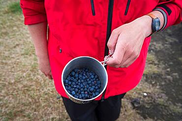 Tourist holding cup of European blueberry (Vaccinium myrtillus), Iceland, Europe