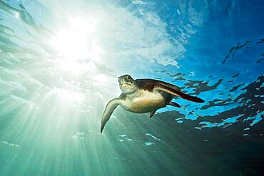 Green turtle (Chelonia mydas), Eastern Atlantic, Canary Islands, Spain, Europe