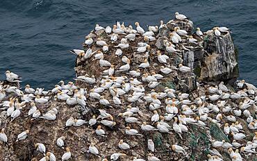 Gannet colony, Northern gannet (Morus bassanus), rock needle Stori Karl, Skouvikurbjarg, Langanes Peninsula, Norourland eystra, Iceland, Europe