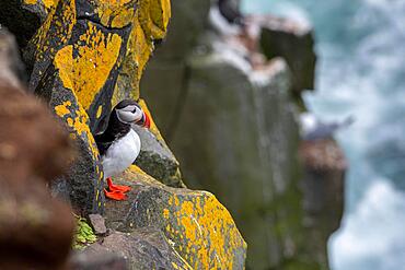 Puffin (Fratercula arctica) on a cliff above the sea, Skoruvikurbjarg bird cliff, Langanes Peninsula, Norourland eystra, Iceland, Europe