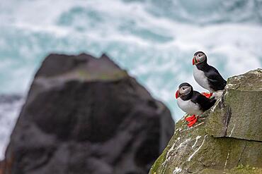 Puffin (Fratercula arctica) on a cliff above the sea, Skoruvikurbjarg bird cliff, Langanes Peninsula, Norourland eystra, Iceland, Europe