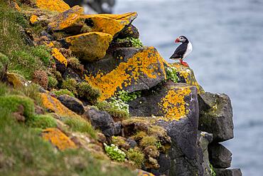 Puffin (Fratercula arctica) on a cliff above the sea, Skoruvikurbjarg bird cliff, Langanes Peninsula, Norourland eystra, Iceland, Europe