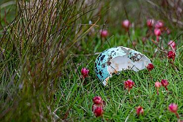 Eggshell, Guillemot (Uria aalge), Skoruvikurbjarg bird cliff, Langanes Peninsula, Norourland eystra, Iceland, Europe