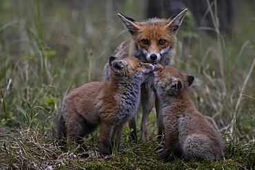 Red fox (Vulpes vulpes), fawn with cubs, Lusatia, Saxony, Germany, Europe