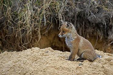 Red fox (Vulpes vulpes), pup in front of its den, Lusatia, Saxony, Germany, Europe