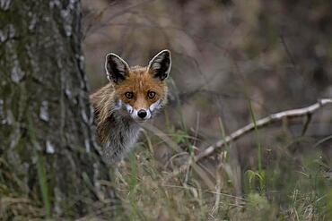 Red fox (Vulpes fulpes), Lusatia, Saxony, Germany, Europe