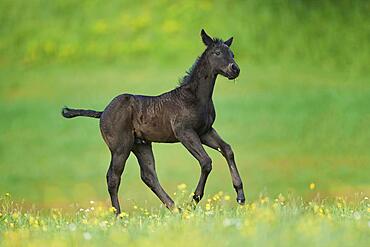 American Quarter Horse foal on a meadow, Bavaria, Germany, Europe