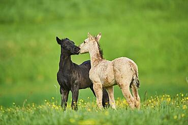 American Quarter Horse foals on a meadow, Bavaria, Germany, Europe