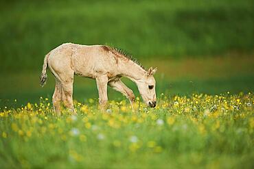 American Quarter Horse foal on a meadow, Bavaria, Germany, Europe