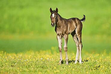 American Quarter Horse foal on a meadow, Bavaria, Germany, Europe