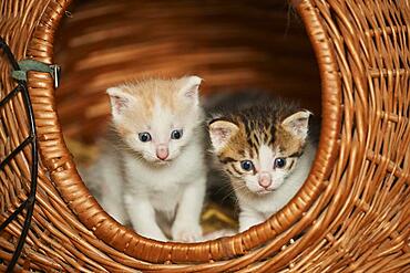 Domestic cat (Felis catus) kitten, Bavaria, Germany, Europe