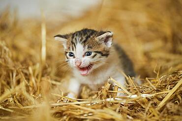 Domestic cat (Felis catus) kitten in the straw, Bavaria, Germany, Europe