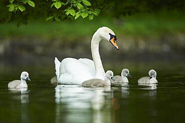 Mute swan (Cygnus olor), mother with hers swimming on a lake, Bavaria, Germany, Europe