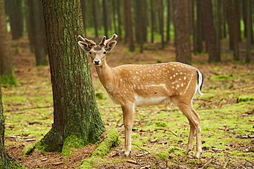 European fallow deer (Dama dama) or common fallow deer in a forest, Bavaria, Germany, Europe