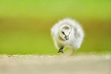 Barnacle goose (Branta leucopsis) chick, Bavaria, Germany, Europe