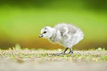 Barnacle goose (Branta leucopsis) chick, Bavaria, Germany, Europe