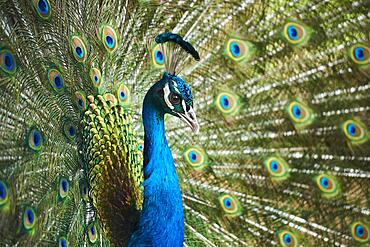 Indian peafowl (Pavo cristatus) spread one's tail (feathers), Bavaria, Germany, Europe