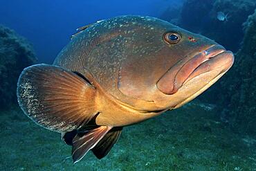 Dusky Grouper (Epinephelus marginatus), Lavezzi Islands, Corsica, France, Europe