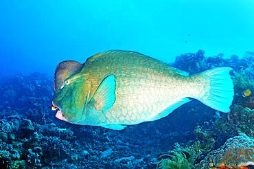 Indian humphead parrotfish (Chlorurus strongylocephalus), Indian Ocean, Bali, Indonesia, Asia