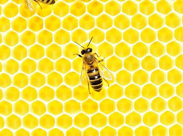 Honey bee (Apis mellifera) on freshly removed honeycomb, Rosenheim, Bavaria, Germany, Europe