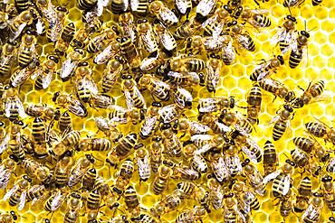 Honey bees (Apis mellifera) on freshly removed honeycomb, Rosenheim, Bavaria, Germany, Europe