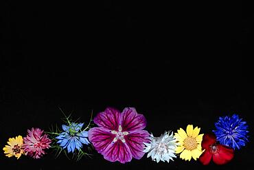 Various colourful flowers of meadow flowers lie in a row, Cornflower (Cyanus segetum), maiden in the green (Nigelaa amascena cv.), Petunia x atkinsiana (Petunia x Hybrida) (snapdragon (Antirrhinum), studio shot against a black background