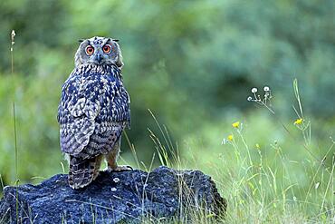 Young Eurasian eagle-owl (Bubo bubo) on a rock, Sauerland, Germany, Europe