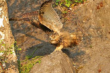 Young Eurasian eagle-owl (Bubo bubo) on a rock threatening a crow, Sauerland, Germany, Europe