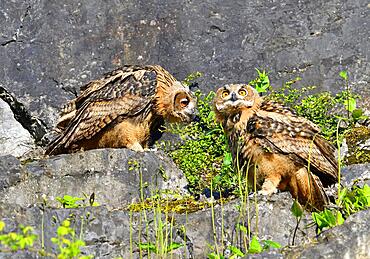 Two young Eurasian eagle-owls (Bubo bubo) in a quarry, Sauerland, Germany, Europe