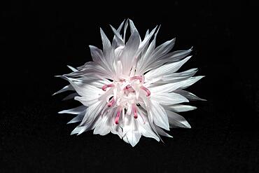 Flower of a cornflower (Centaurea cynanus), studio shot against black background