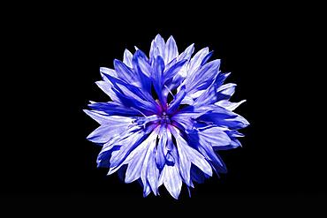 Flower of a cornflower (Centaurea cynanus), studio shot against black background