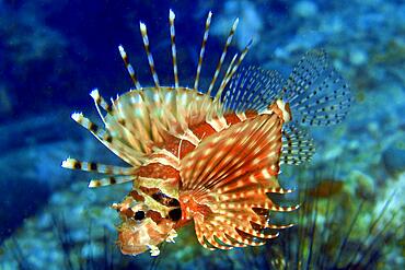 Zebra turkeyfish (Dendrochirus zebra), Andaman Sea, Thailand, Asia