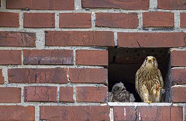 Common kestrel (Falco tinnunculus) female and young bird in front of nest entrance, Muensterland, North Rhine-Westphalia, Germany, Europe