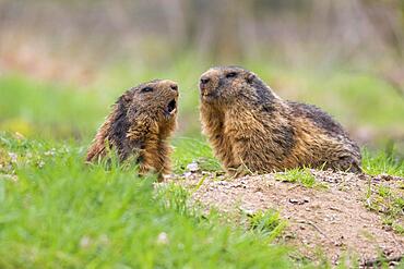 Marmots (Marmota)