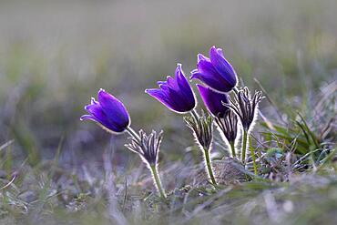 Pasque flower (Pulsatilla vulgaris), NP Eifel, Germany, Europe