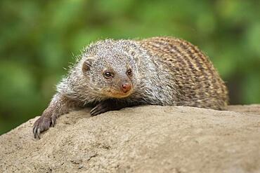 Banded mongoose (Mungos mungo), captive, Germany, Europe