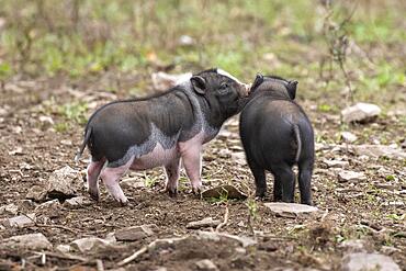 Young pot-bellied pigs, Vietnamese pot-bellied pigs, Germany, Europe