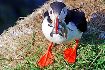 Puffin with fish in beak, grass, Borgarfjoerdur Eystri, Iceland, Europe