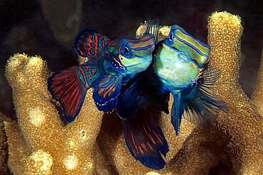 Mating Mandarinfishes (Synchiropus splendidus), Lyrefish, Indian Ocean, Pacific Ocean